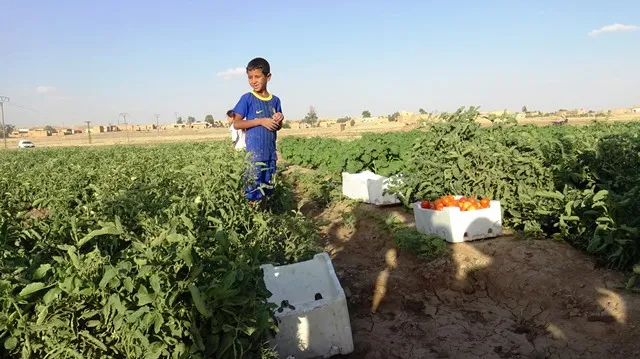 الخضروات الصيفية تعود إلى الزراعة في الشدادي بعد غياب عشرة مواسم