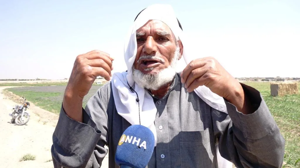 ​​​​​​​الذرة الصفراء.. زراعة تشهد ازدهارًا بعد سنوات من التراجع