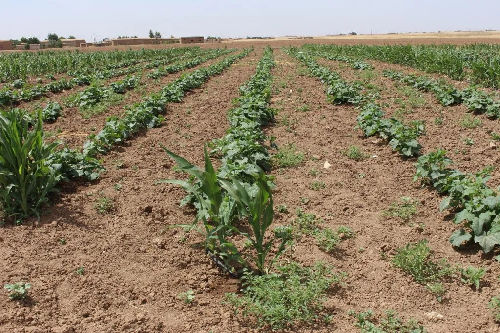 مزارعو الخضروات يطالبون الجهات المعنية بتأمين مستلزماتهم الزراعية لتحقيق الاكتفاء الذاتي