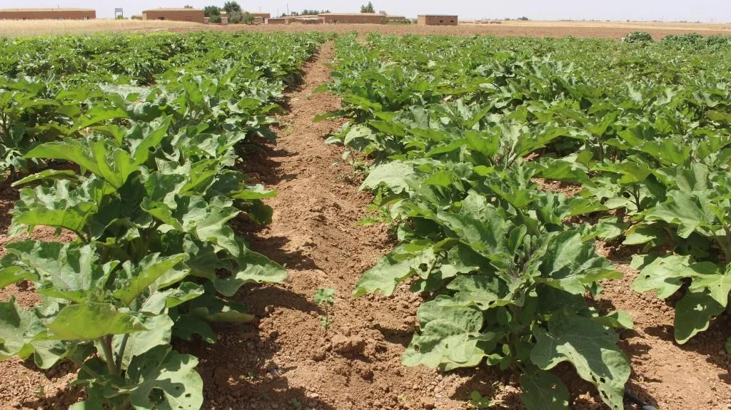 مزارعو الخضروات يطالبون الجهات المعنية بتأمين مستلزماتهم الزراعية لتحقيق الاكتفاء الذاتي