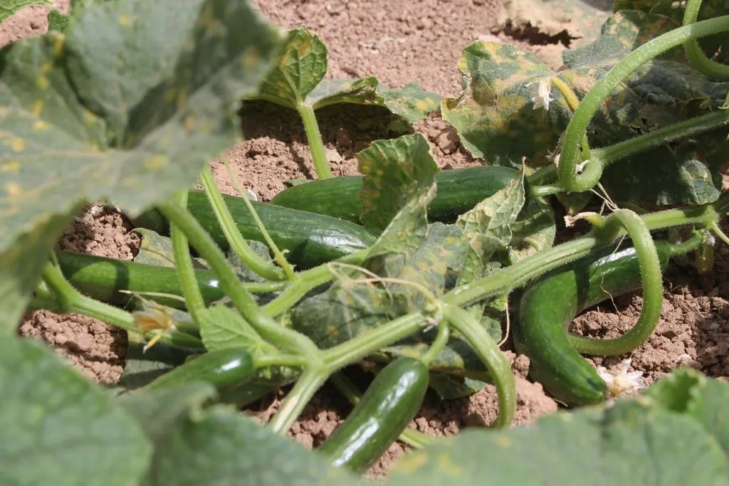 مزارعو الخضروات يطالبون الجهات المعنية بتأمين مستلزماتهم الزراعية لتحقيق الاكتفاء الذاتي