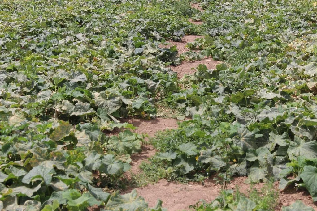 مزارعو الخضروات يطالبون الجهات المعنية بتأمين مستلزماتهم الزراعية لتحقيق الاكتفاء الذاتي