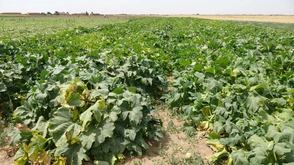 مزارعو الخضروات يطالبون الجهات المعنية بتأمين مستلزماتهم الزراعية لتحقيق الاكتفاء الذاتي