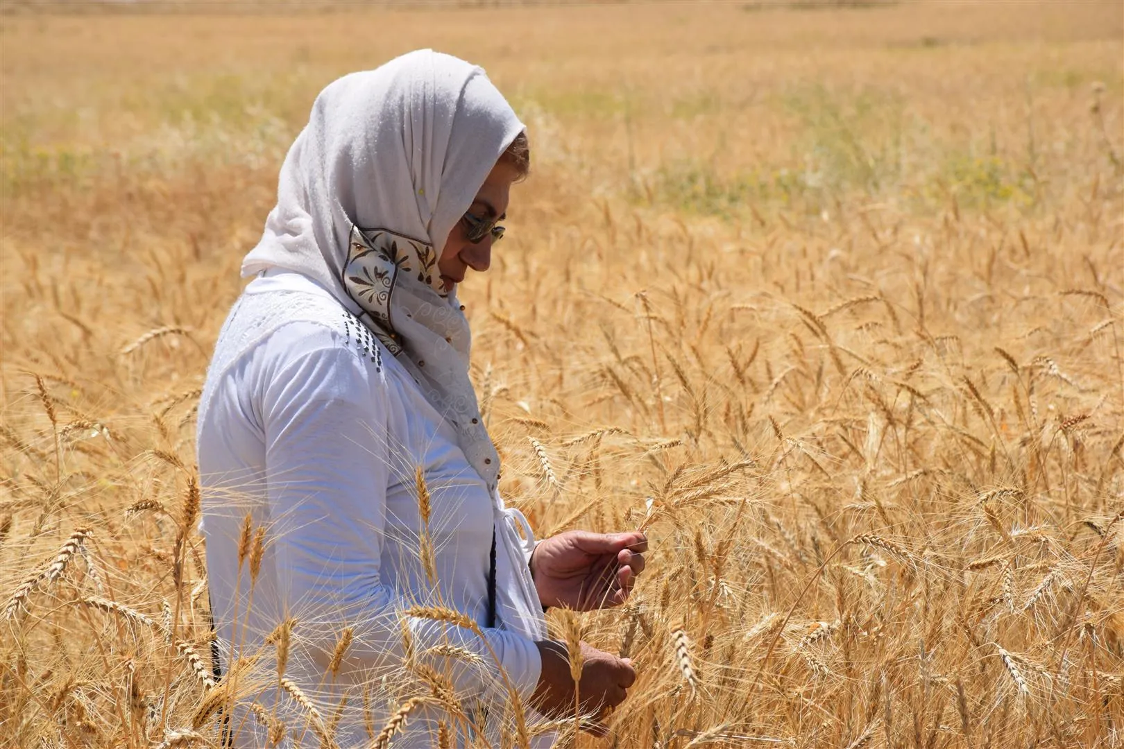 الجمعية الزراعية لاقتصاد المرأة تجني محصولها من القمح في عامودا