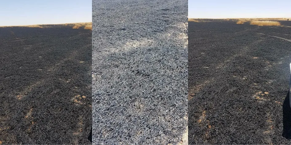 احتراق 15 دونماً من محصول القمح غربي قامشلو