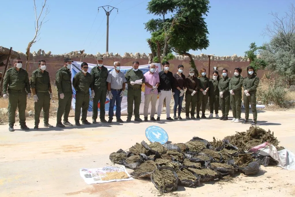 كوباني.. الأمن الداخلي يتلف كميات من نبتة الحشيش والحبوب المخدرة