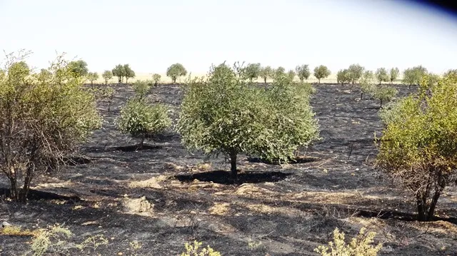 احتراق بستان لأشجار الزيتون في الشدادي