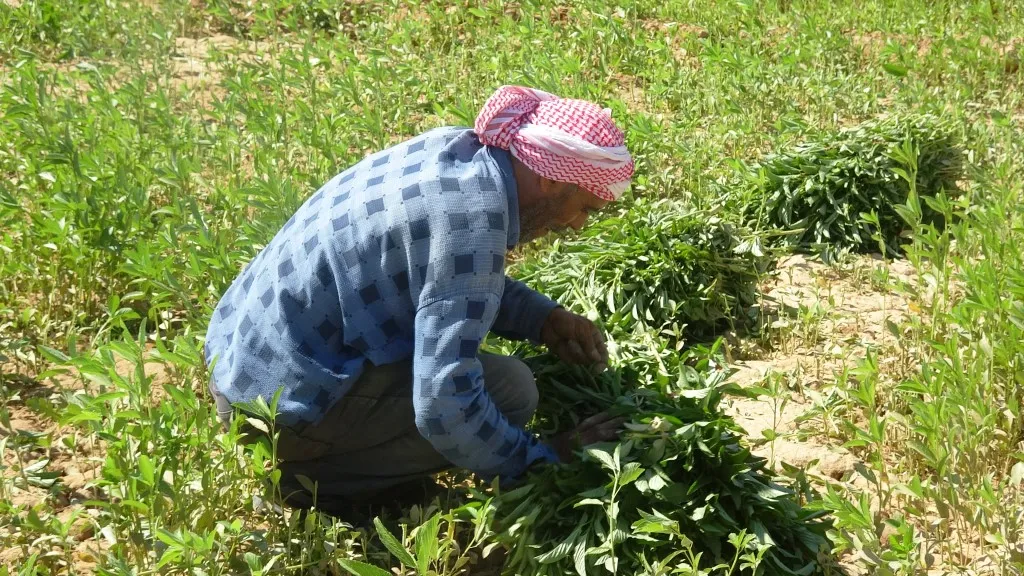 مشروع مُهجّري كري سبي يبدأ بطرح منتوجاته