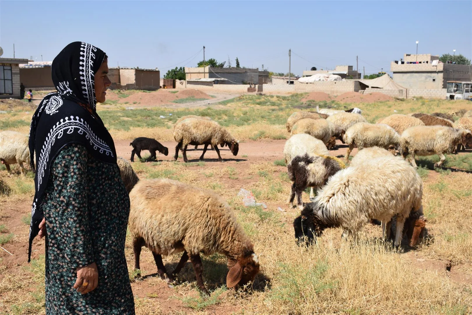 جمعيات الثروة الحيوانية... روح تعاونية ودعم لاقتصاد المرأة