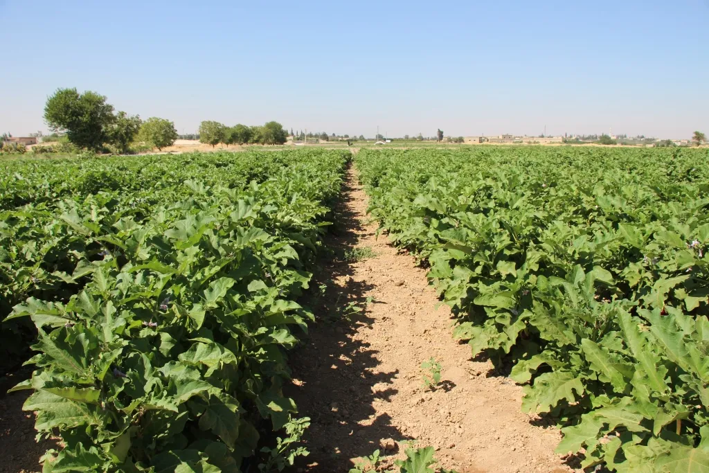 منبج.. موسم الخضروات الصّيفيّة ينجحُ في تحقيق الاكتفاء الذّاتيّ