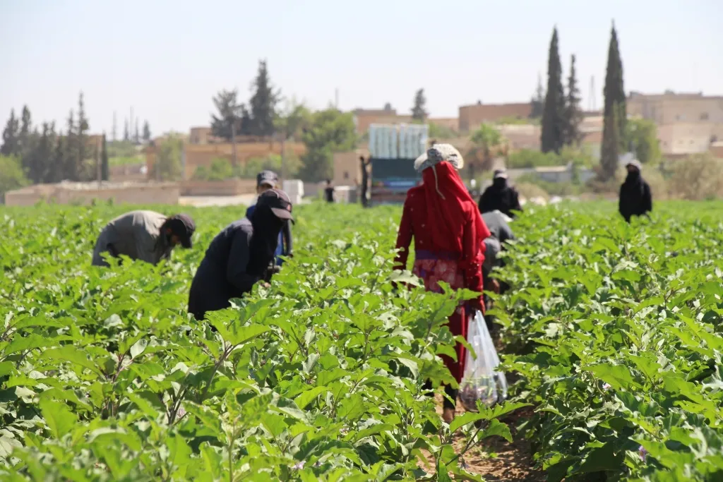 منبج.. موسم الخضروات الصّيفيّة ينجحُ في تحقيق الاكتفاء الذّاتيّ