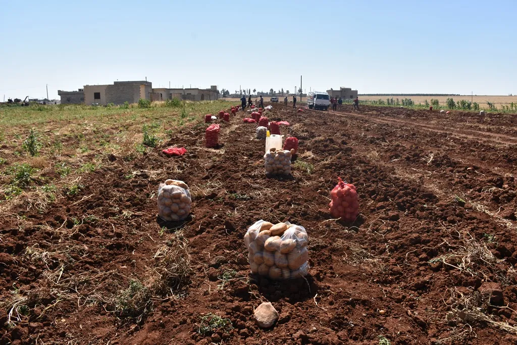 البدء بجني محصول البطاطا في مقاطعة الشهباء