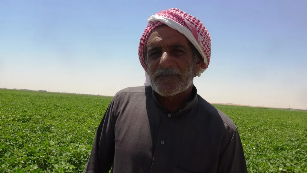 مزارعو القطن: تكاليف زراعة هذا العام وصلت إلى ضعف العام الماضي