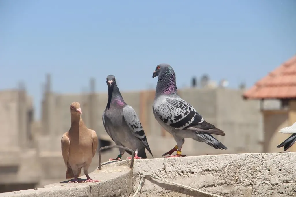 ​​​​​​​من هم مربو الحمام وما هي هذه الهواية وكيف تكون