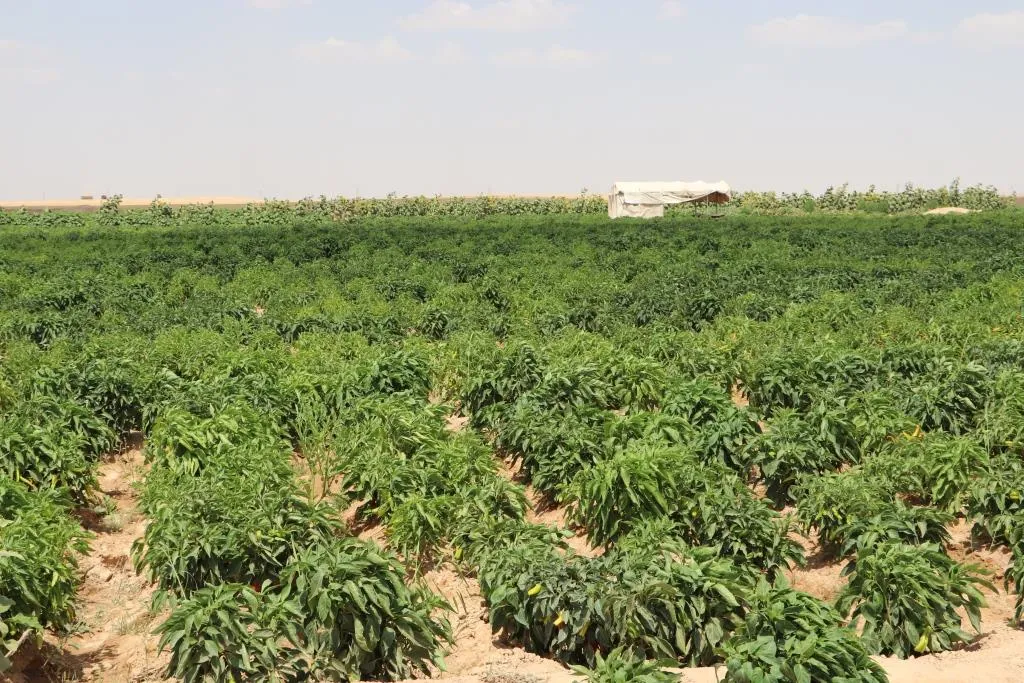 ​​​​​​​نساء نازحات ينظمن حياتهن في المخيم على أمل العودة إلى الديار