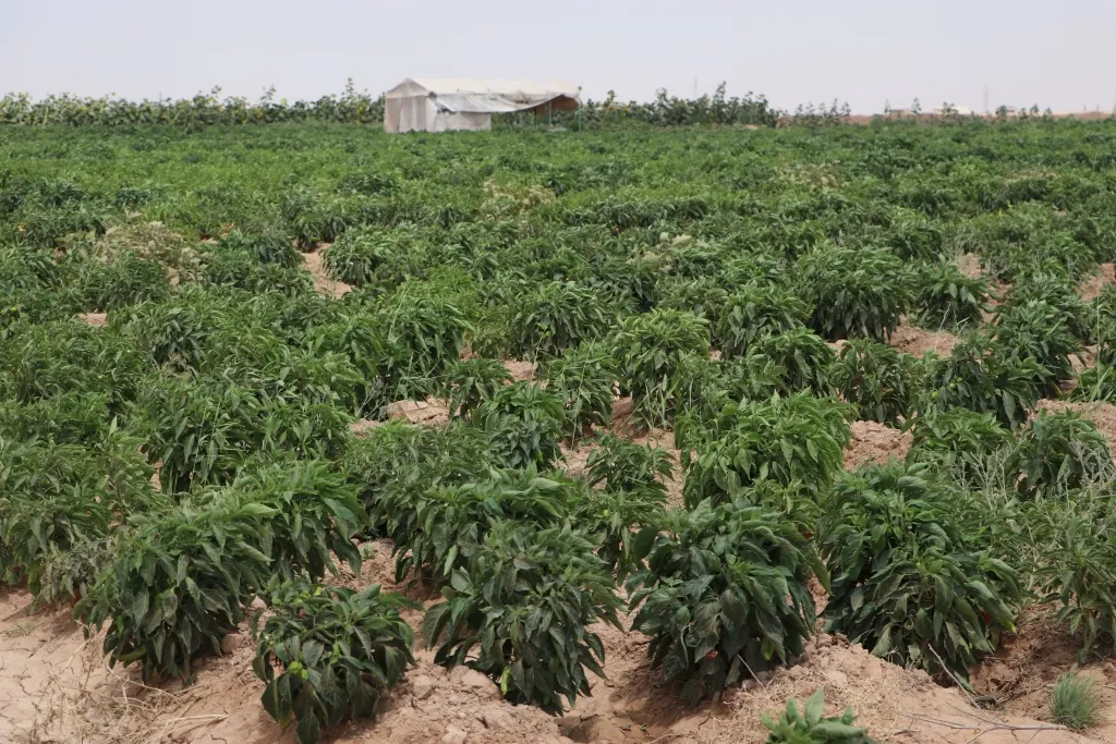 ​​​​​​​مُهجّرات كري سبي يساهمن في إنجاز نصف المشروع التعاوني بالمخيم