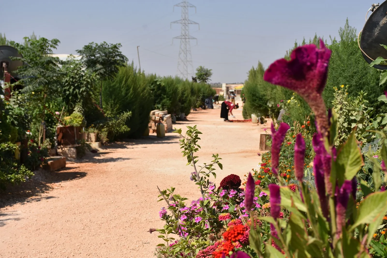 بالصور.. مُهجّرو عفرين يحولون المخيمات إلى حدائق
