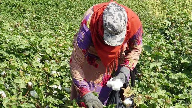 بعد انقطاع دام لـ 10 أعوام.. جني محصولي القطن والسّمسم لأوّل مرّة