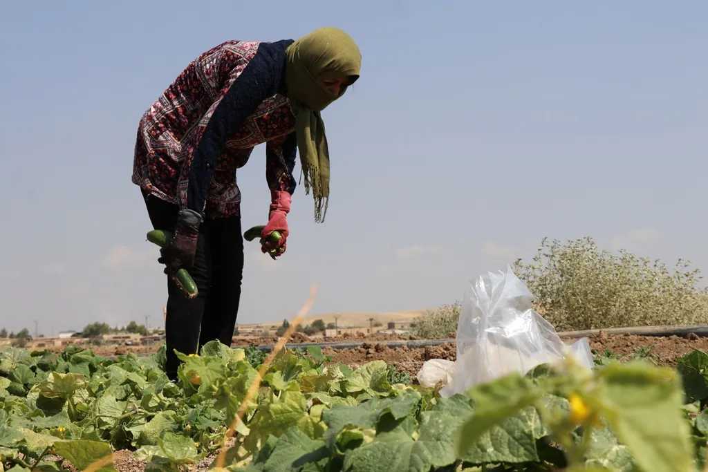​​​​​​​دراسات لتوسيع مشروع الخضروات الصّيفيّة في ديرك بعد نجاحه