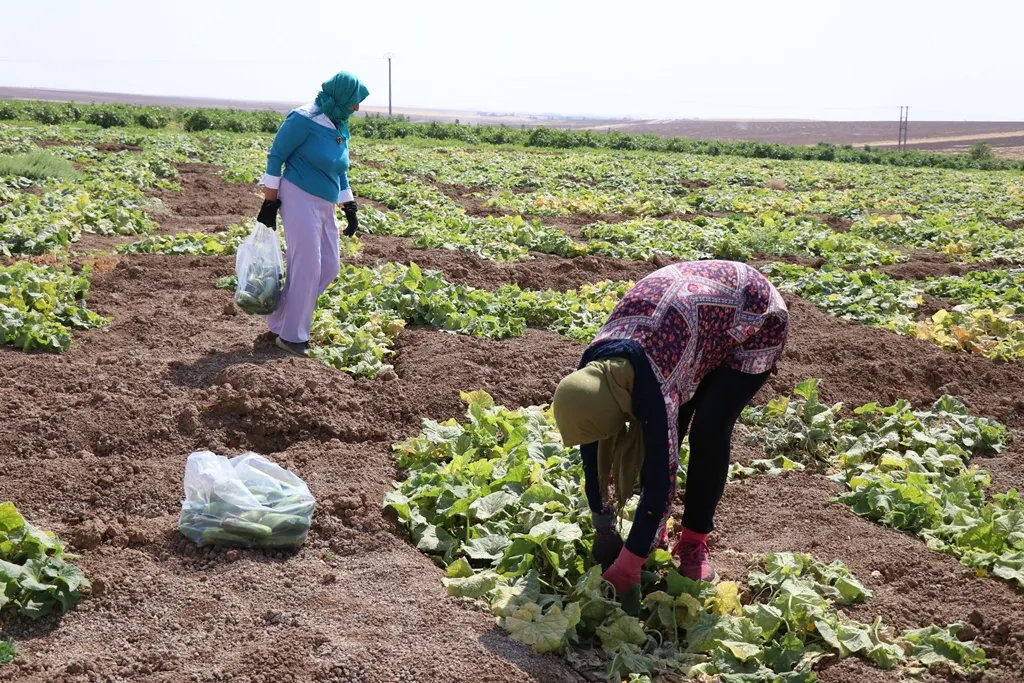 ​​​​​​​دراسات لتوسيع مشروع الخضروات الصّيفيّة في ديرك بعد نجاحه
