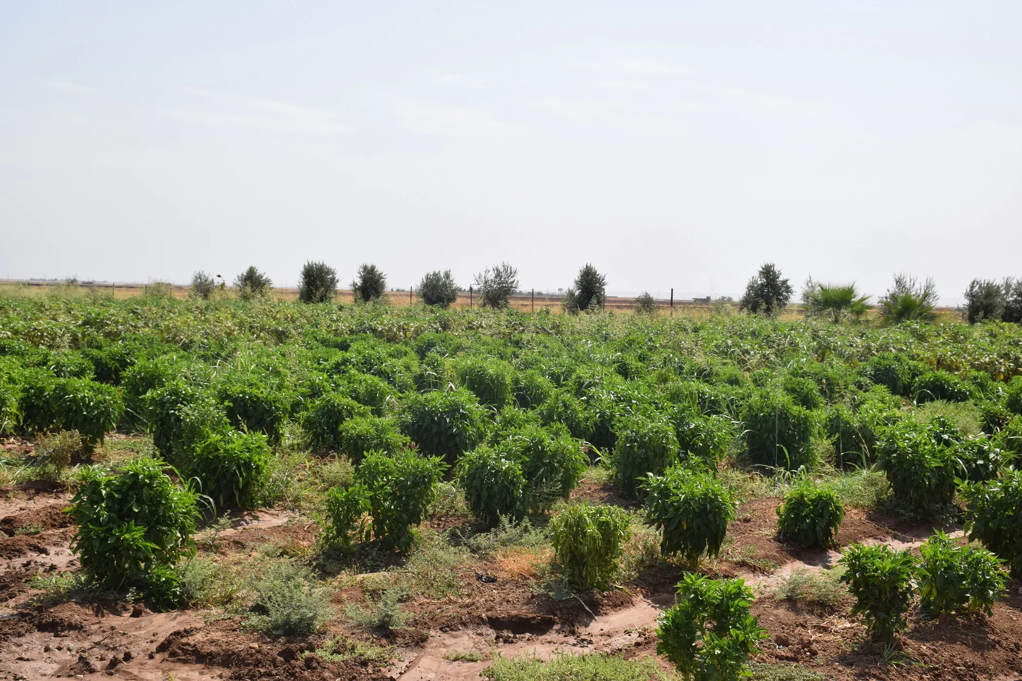 ​​​​​​​بدء موسم زراعة الخضروات الشتوية والخريفية في شمال وشرق سوريا