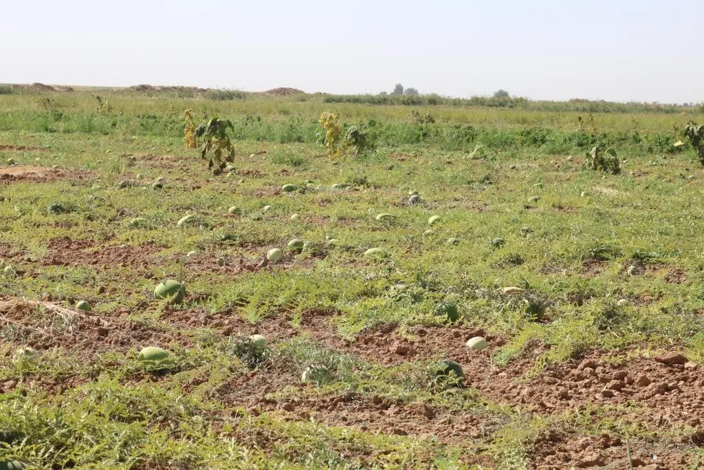 المحاصيل التكثيفية في الرقة تساهم في تحسين الواقع الزراعي