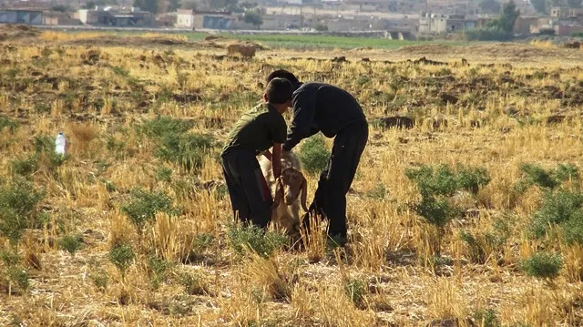 لجنة اتحاد الزراعة والثروة الحيوانية تجيب على مطالب مربي الماشية في الشدادي
