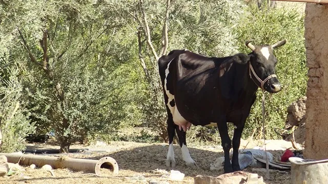 لجنة اتحاد الزراعة والثروة الحيوانية تجيب على مطالب مربي الماشية في الشدادي