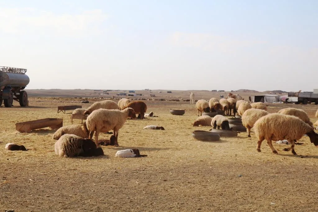 ​​​​​​​خطر على قطعان الأغنام في الرقة...وخبير يوضح أسبابه ويرشد للعلاج