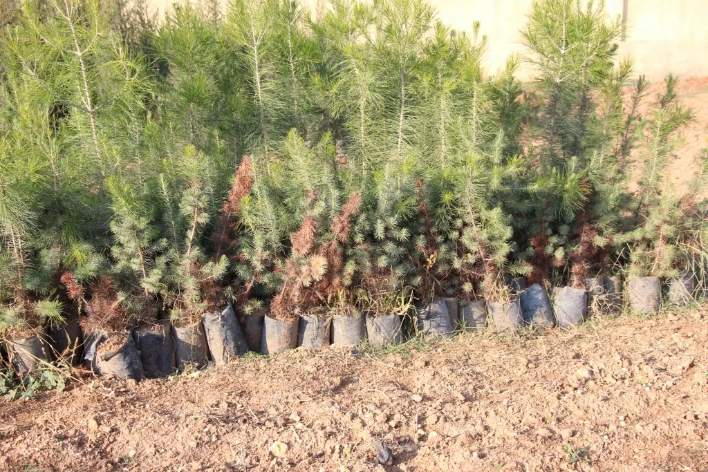 منبج.. المشتل المركزي يوفّر غراس الأشجار للمزارعين