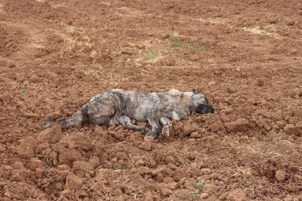 أحد أساليبها الجديدة في ترهيب الأهالي.. تركيّا تطلق كلاباً شرسة باتجاه قرى ناحية عامودا