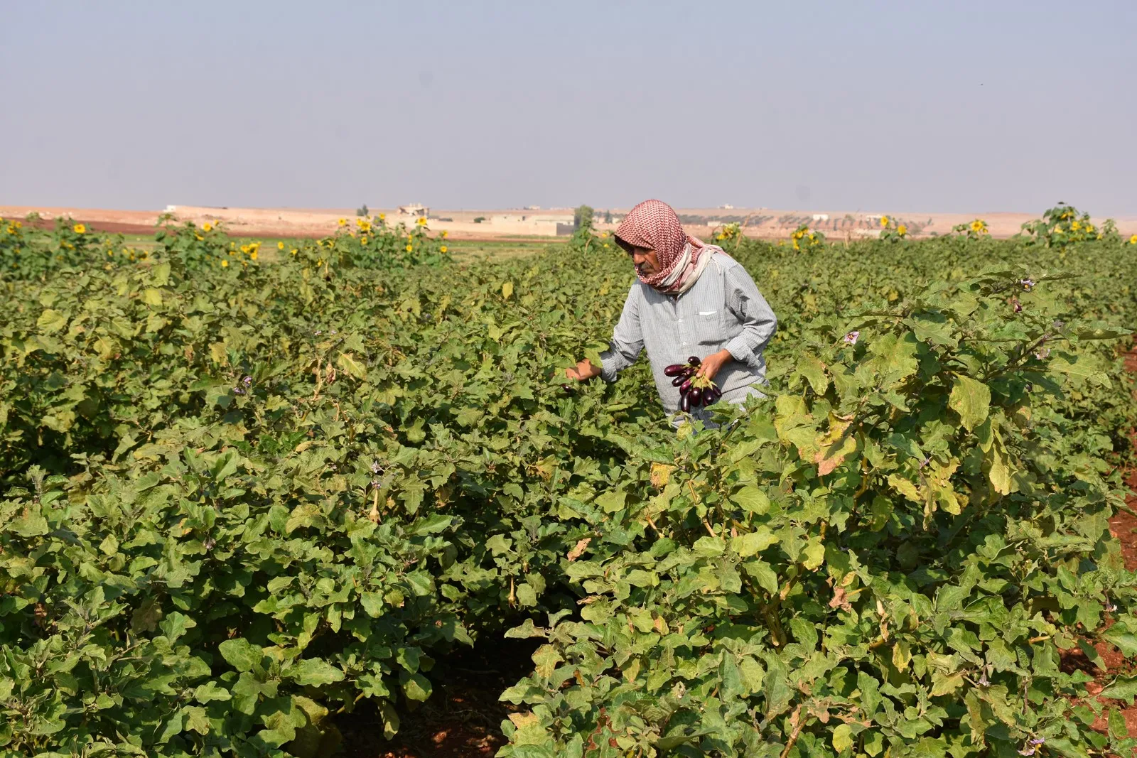 ′بسبب الحصار تراجعت الزارعة وازداد عدد العاطلين عن العمل′