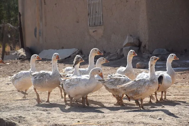 ​​​​​​​حماية طيور كانت مهددة بالانقراض...تربه سبيه نموذجًا