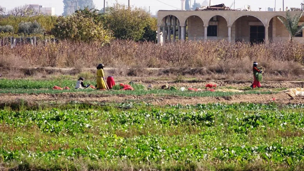 الخضار الشتوية في الرقة تلقى نجاحًا على الرغم من حداثة التجربة