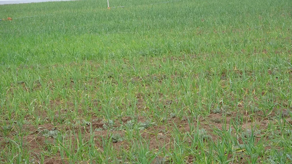 أول تجربة لزراعة البطاطا في منطقة ديرك