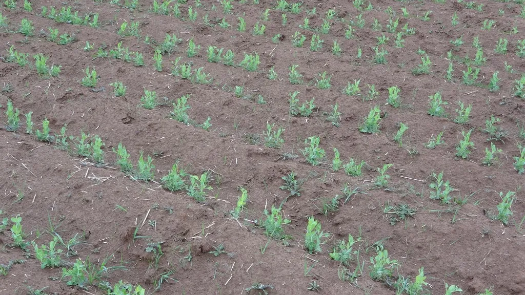 أول تجربة لزراعة البطاطا في منطقة ديرك