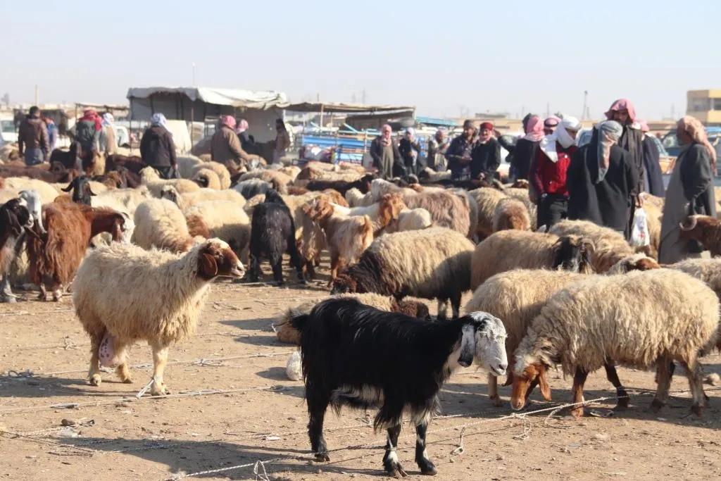 بعد انتشارها الواسع...مكتب الثروة الحيوانية يوفر لقاح الحمى القلاعية للمواشي