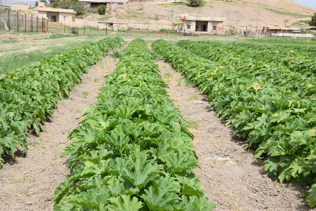 خلال أيام.. تزويد السوق بإنتاج الخضار المحلية
