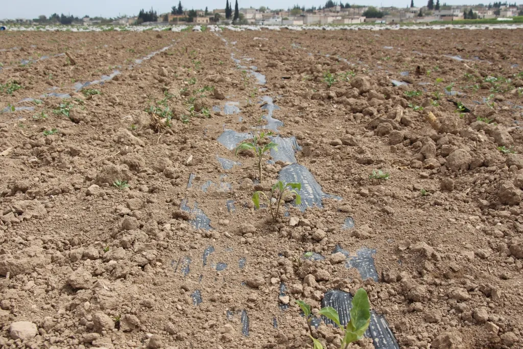 مزارعو منبج يبدؤون بغرس شتول الخضروات الصيفية