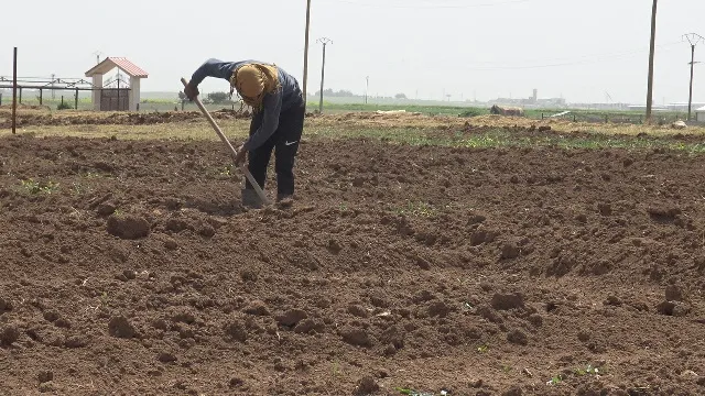 لجنة الزراعة تدعو المزارعين إلى تنويع الزراعات والابتعاد عن الزراعة الأحادية