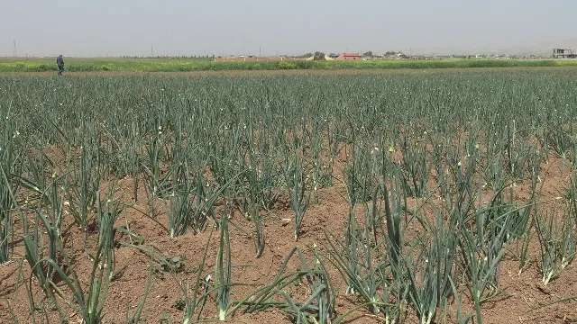 لجنة الزراعة تدعو المزارعين إلى تنويع الزراعات والابتعاد عن الزراعة الأحادية