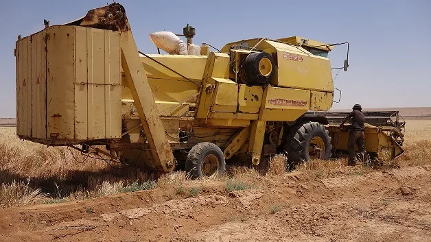 الطبقة.... شركة التطوير الزراعي تبدأ باستلام محاصيل الحبوب