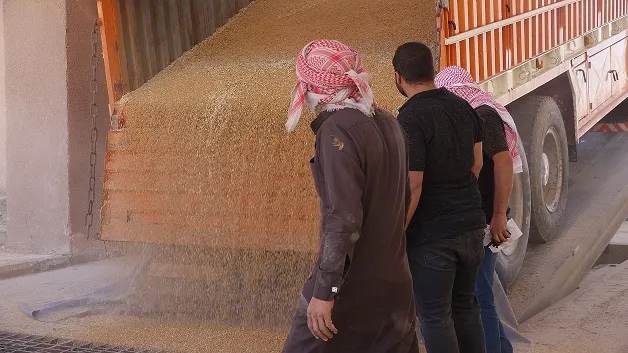 الطبقة.... شركة التطوير الزراعي تبدأ باستلام محاصيل الحبوب