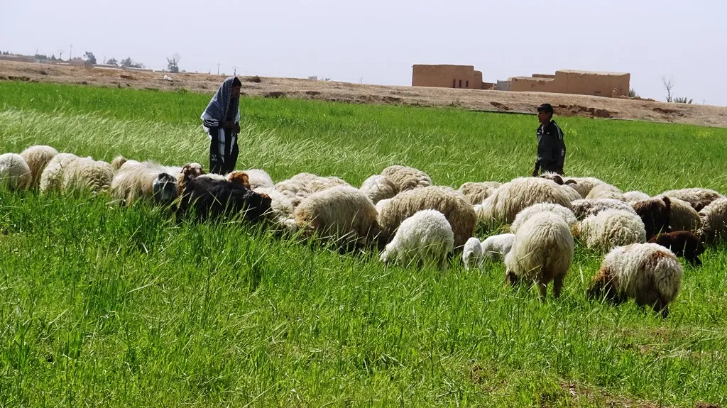 لتعويض خسائرهم.. مزارعون يبيعون محاصيلهم في حقولها إلى مربي الماشية