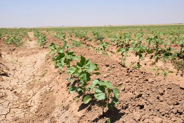 ​​​​"​​​​​​الذهب الأبيض"... زراعة تستعيد عافيتها وتواجه قطع تركيا لمياه الفرات