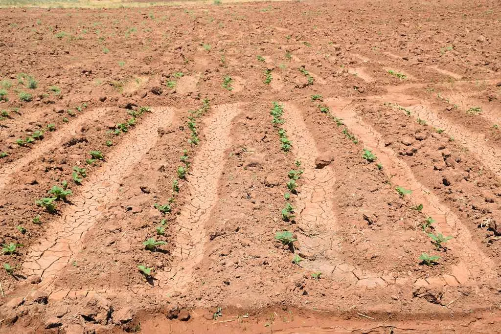 ​​​​​​​زراعة باذنجان( المونة)...فائدة للمزارعين وطريقة لتحقيق للاكتفاء الذاتي