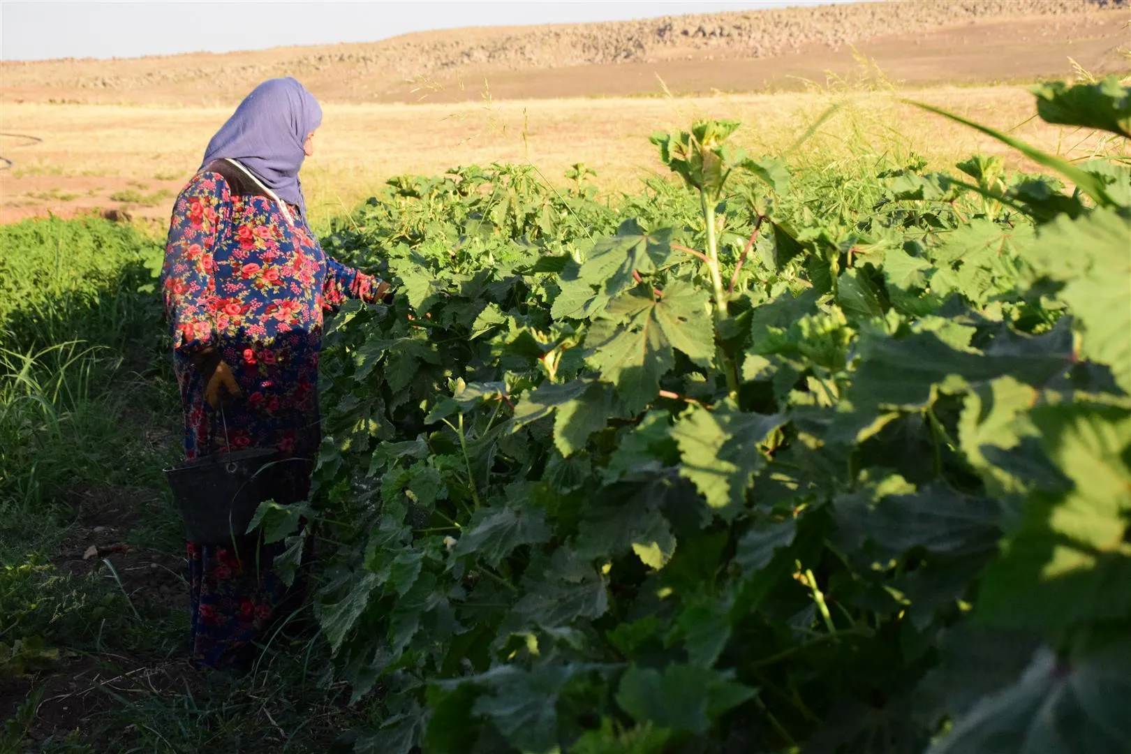 ​​​​​​​كري ديرا... قرية يرتبط اسمها بجودة إنتاج الخضروات فيها