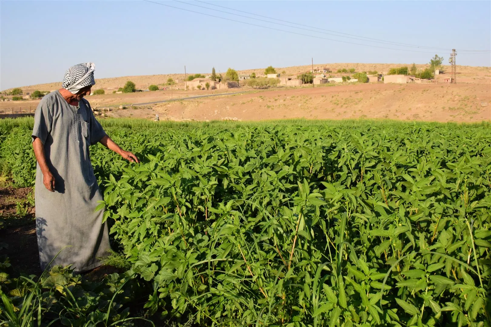​​​​​​​كري ديرا... قرية يرتبط اسمها بجودة إنتاج الخضروات فيها