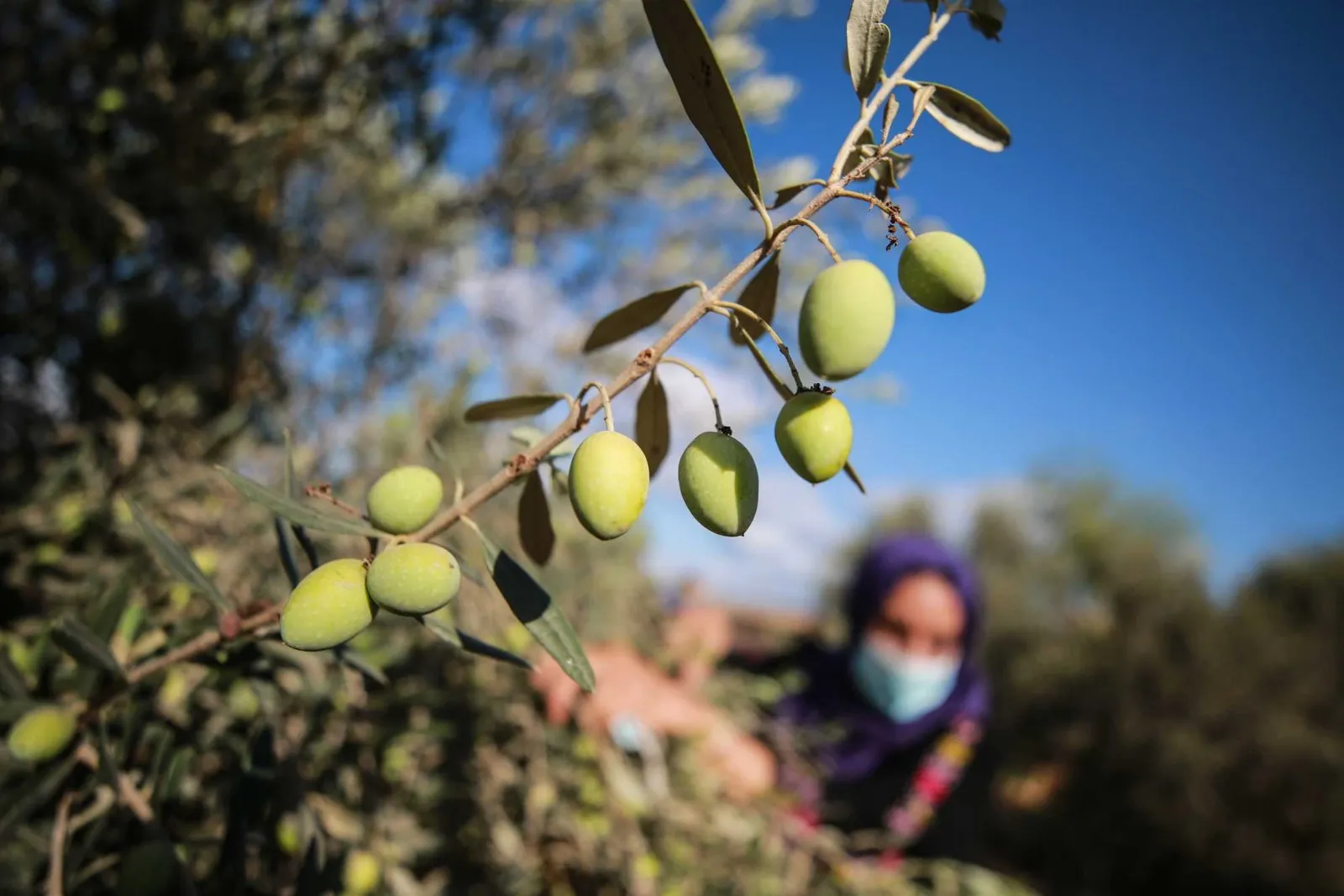 عجز كبير.. موسم زيتون مخيّب لآمال مزارعي غزة
