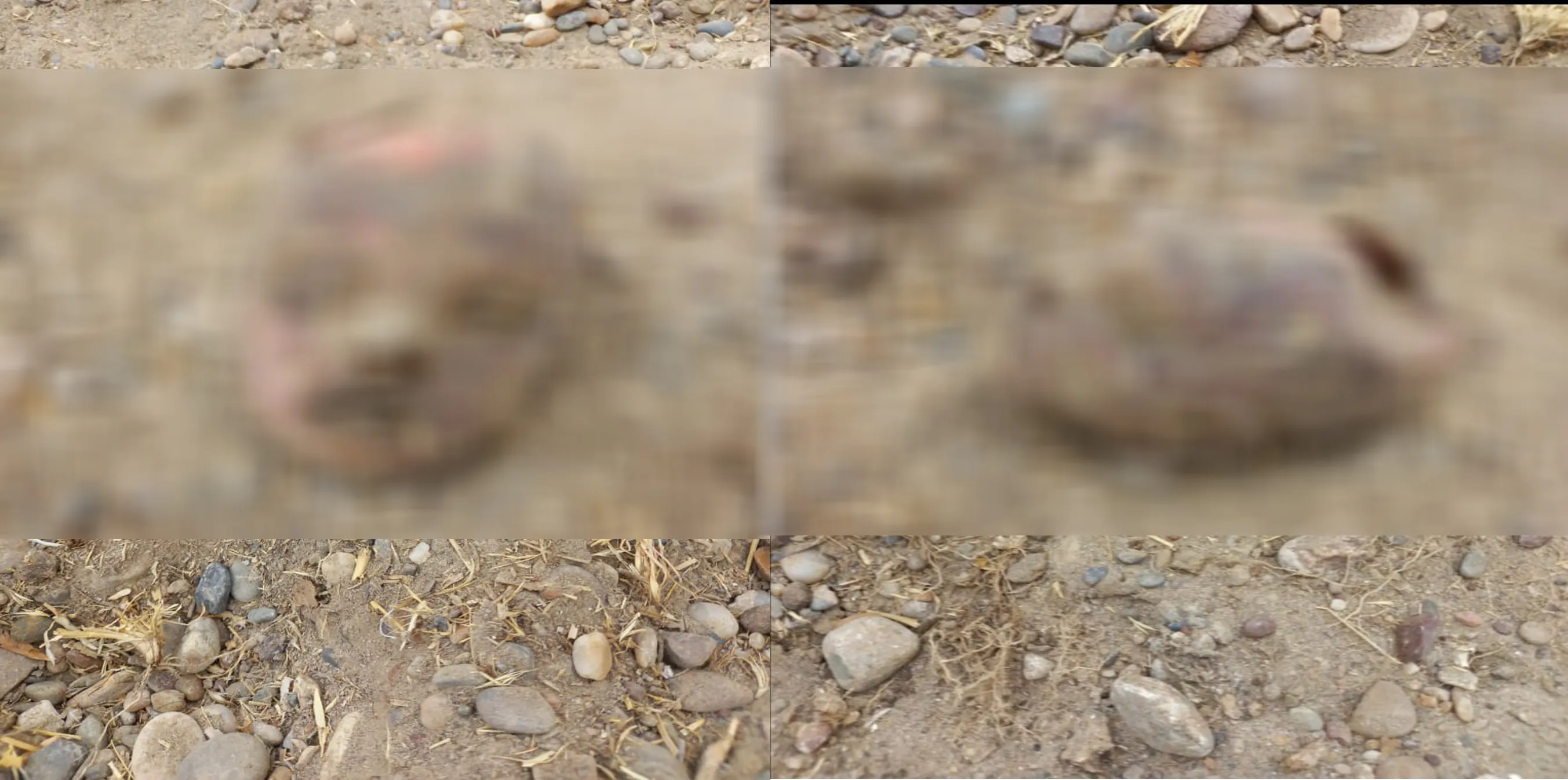 العثور على جثة طفل مقطوع الرأس في بلدة الكسرة